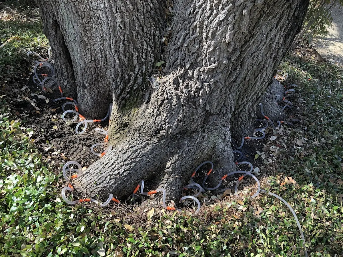Detailed Tree Cabling and Bracing job site in Big Piney