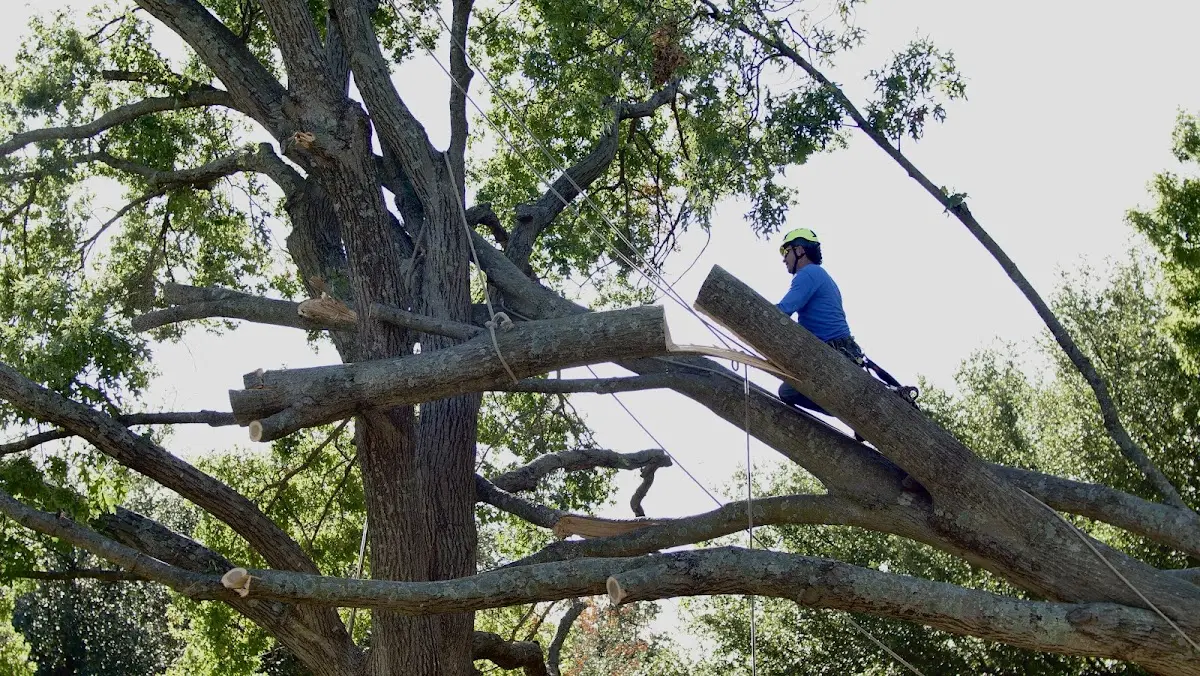 Professional Crown Thinning performed by certified arborists in Big Piney